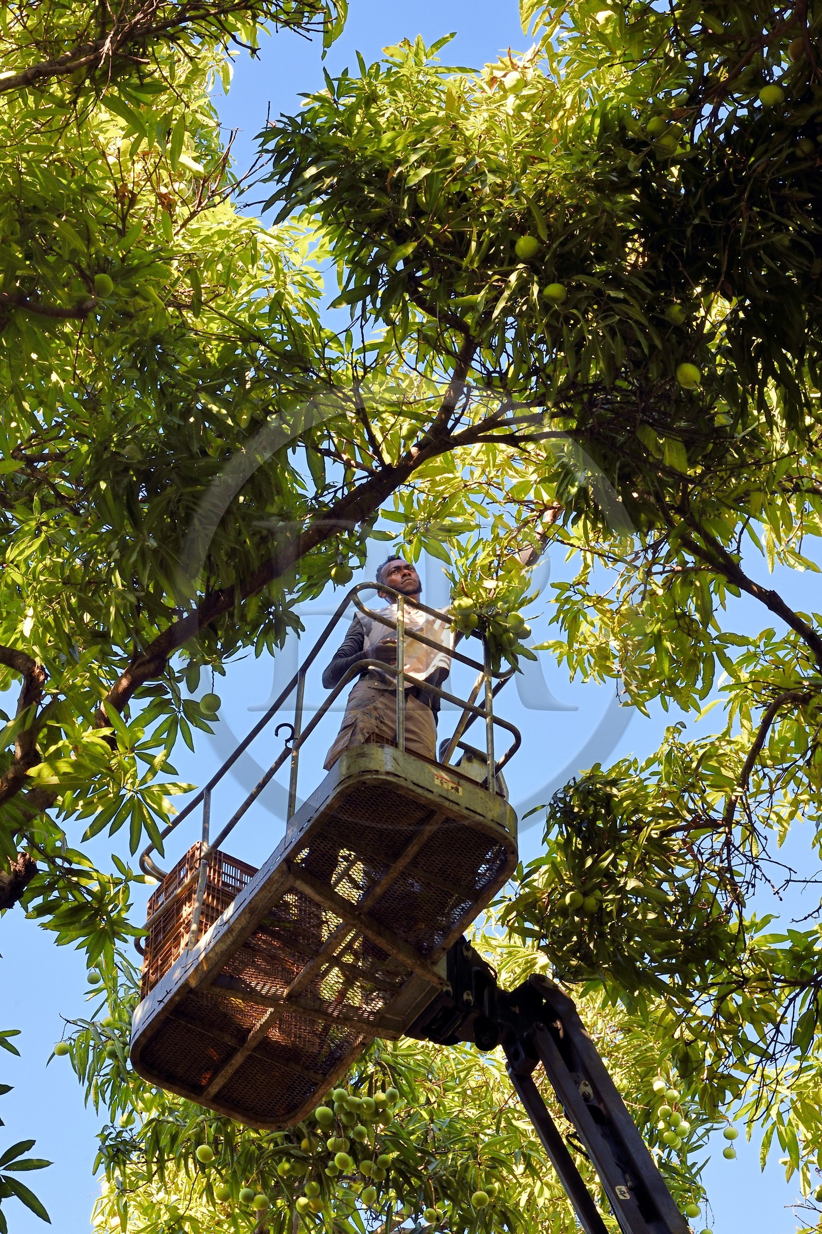 France, Ile de la Reunion, Saint-Paul, verger de mangue Laperrière au Tour-des-Roches, récolte des mangues par nacelle élévatrice dans des manguiers centenaires