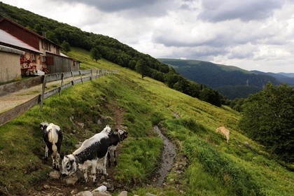 France, Haut Rhin, scenic road of la route des Cretes towards Metzeral, marcaire de Steinwasen farm, calves back from grazing