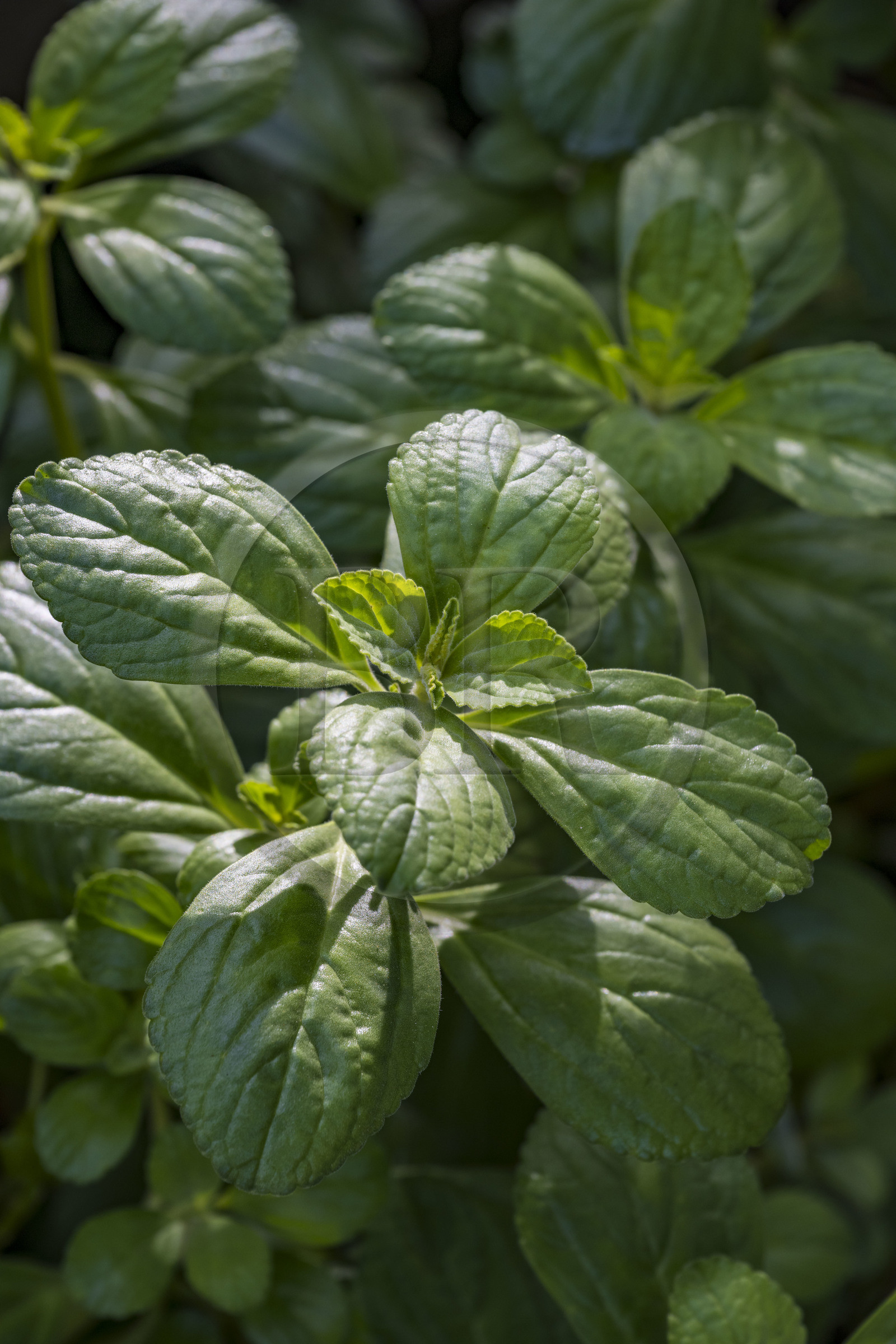 France, Guyane, Kourou, Camp Maripas, plante doliprane (Plectranthus amboinicus)