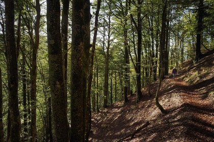 France, Haut Rhin, Ballons des Vosges Regional Natural Park, Rimbach pres Masevaux, hiker walking towards the Col des Perches pass next to Gazon Rouge in the Vosges