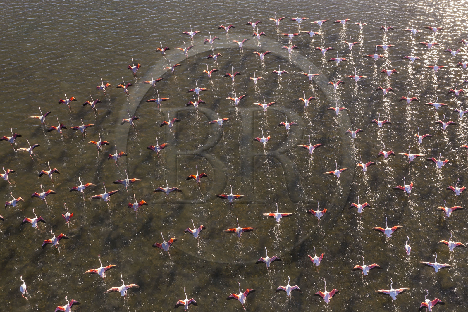 France, Hérault (34), Frontignan, envol de flamants roses (Phoenicopterus roseus) dans l'Etang d'Ingril (vue aérienne)