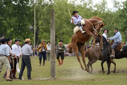 Argentine, province de Buenos Aires, San Antonio de Areco, fête du Jour de la Tradition (Dia de la Tradicion), les gauchos prouvent leur habilité à cheval lors d'un rodéo appelé Jineteada gaucha