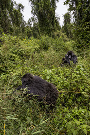Rwanda, Province du Nord, Parc National des Volcans dans la chaine des Monts Virunga, mont Karisimbi, gorilles des montagnes (Gorilla beringei beringei) du groupe Susa, mère avec son petit de 6 mois