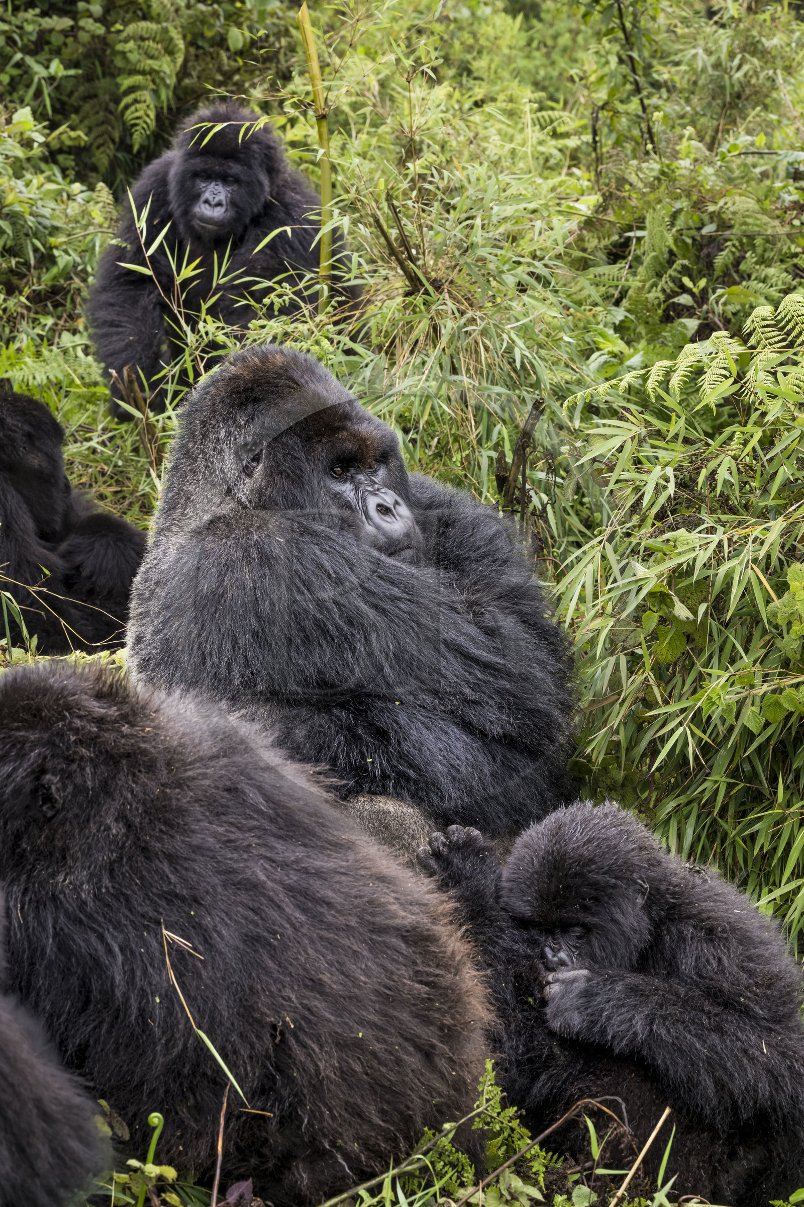 Rwanda, Province du Nord, Parc National des Volcans dans la chaine des Monts Virunga, mont Karisimbi, gorilles des montagnes (Gorilla beringei beringei), le dos argenté (silverback) nommé Impuzamahanga qui est le male dominant au centre