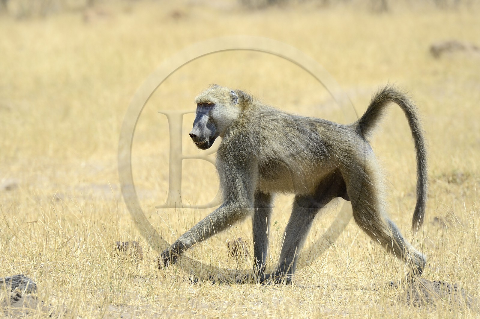 Zimbabwe, province de Matabeleland septentrional, parc national Hwange, babouin chacma (Papio ursinus)