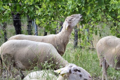 France, Bas Rhin, the Alsace Wine Route, Traenheim, Wine estate MULLER Charles & Fils, the folivorous sheep between the vines allow an organic maintenance
