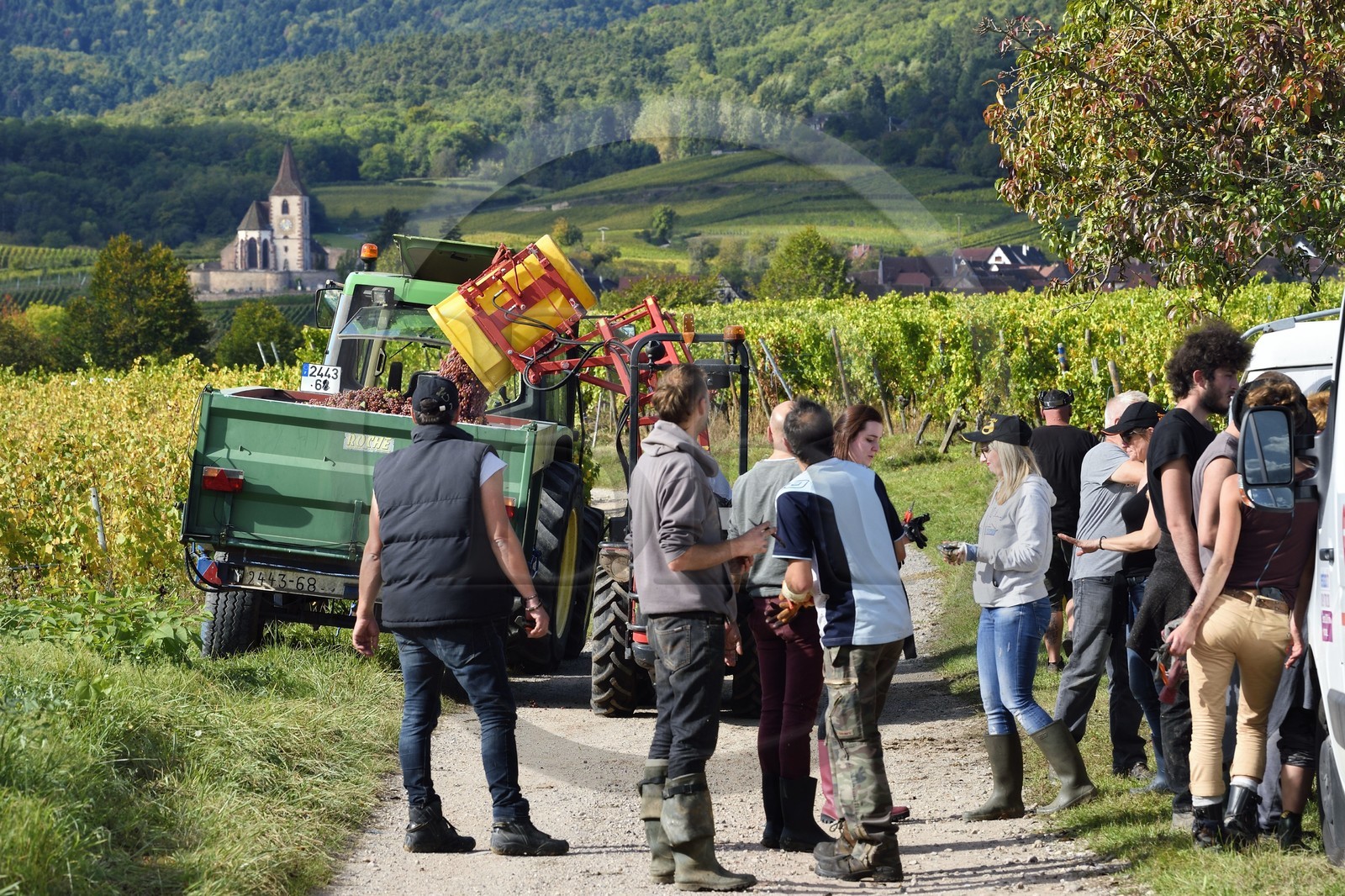 France, Haut-Rhin (68), Route des vins d'Alsace, Ribeauvillé, vendanges sur une parcelle du Domaine viticole Philippe Christ et l'église fortifiée Saint-Jacques-le-Majeur de Hunawihr en arrière plan