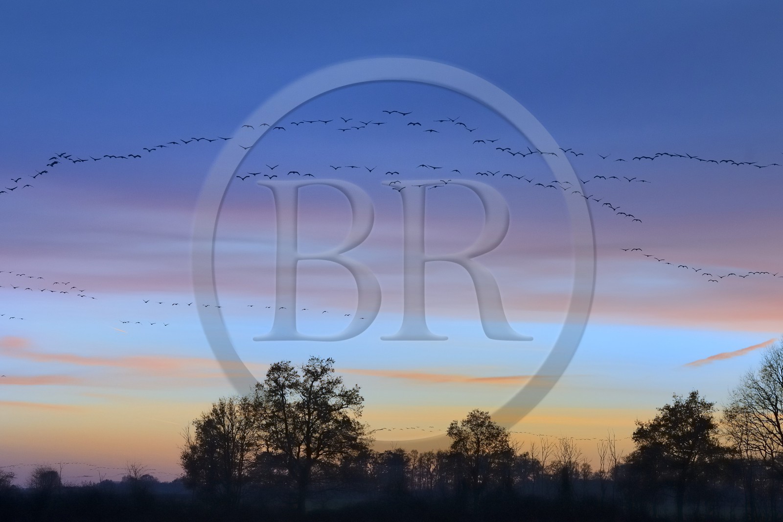 France, Indre (36), le Berry, parc naturel régional de la Brenne, Rosnay, étang de la Mer Rouge, grue cendrée (grus grus), vol au coucher de soleil