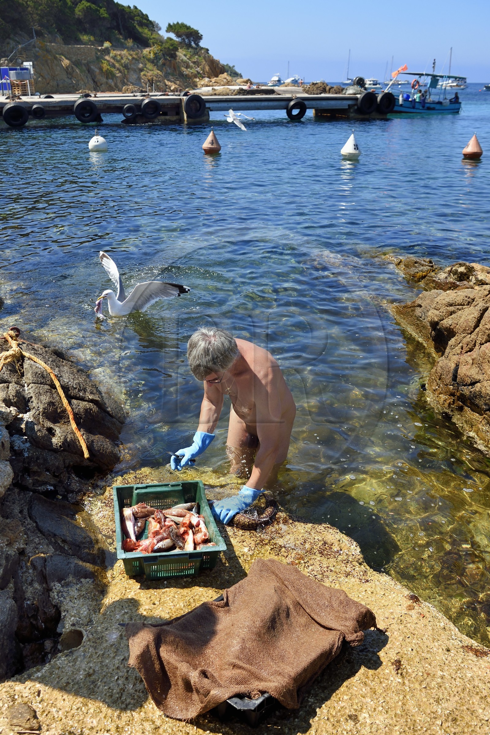 France, Var (83), Iles d'Hyères, Parc national de Port Cros, Ile du Levant, domaine naturiste d'Héliopolis, François qui est naturiste, nettoie les poissons pour le restaurant Le Gambaro dans les rochers qui bordent le port sous le regard très intéressé de goélands