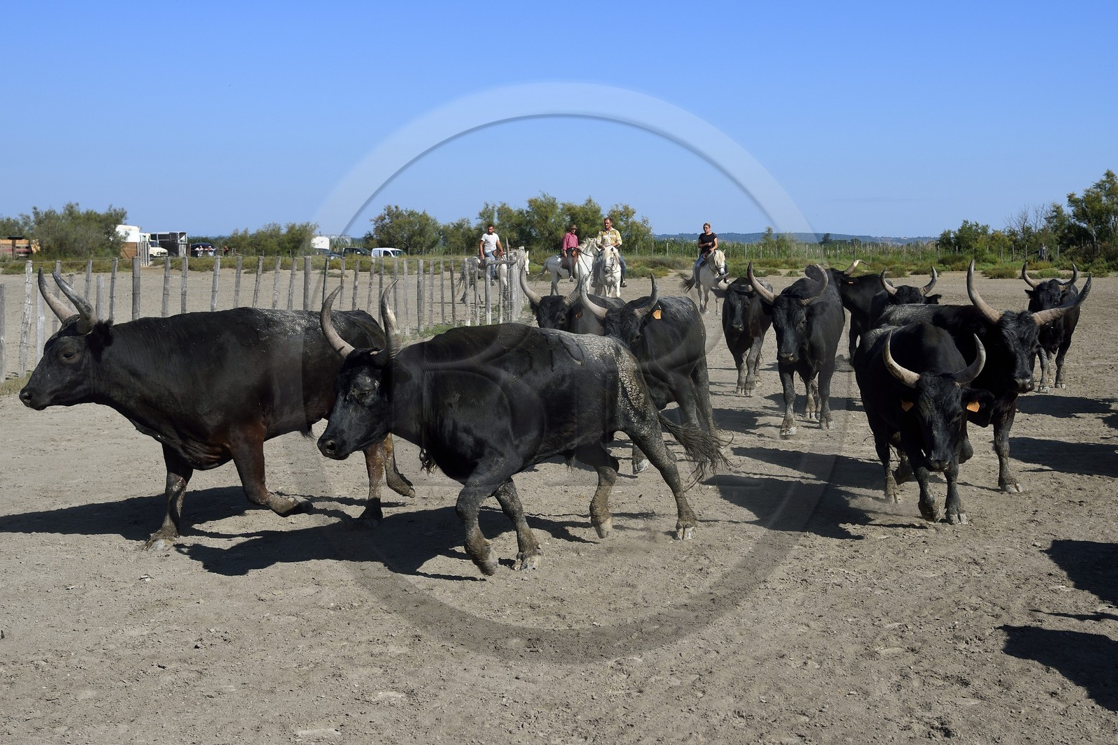 France, Bouches-du-Rhône (13), Parc naturel régional de Camargue, manade Jacques Mailhan, taureau camarguais appellé Raço di Biou, les gardians trient les taureaux