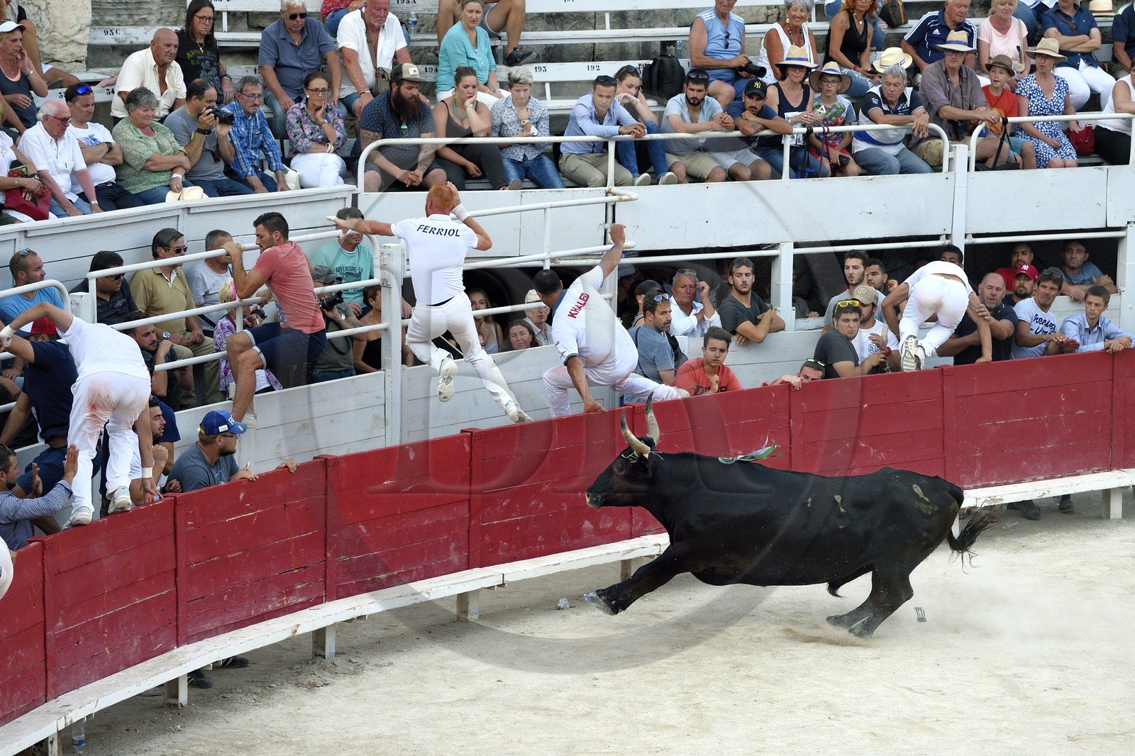 France, Bouches-du-Rhône (13), Arles, la course camarguaise  de la Cocarde d'Or aux Arènes