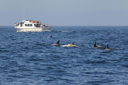 United States, California, Monterey Bay, Risso's Dolphin (Grampus griseus) and observing boat