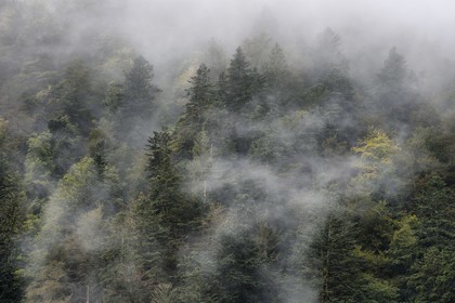 France, Haut Rhin, Ballons des Vosges Regional Natural Park, Storckensohn, La Tete des Perches mountain, beech and pine forest