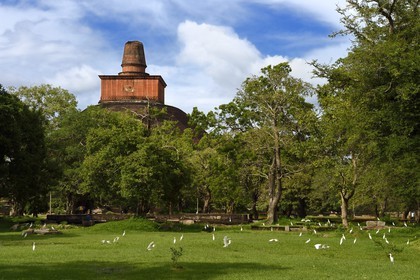 Sri Lanka, province du Centre-Nord, site d'Anuradhapura classé Patrimoine Mondial de l'UNESCO, capitale du Sri Lanka au IIIe siècle avant JC, grande stupa de Jethawan (dagoba de Jetavanarama) situé dans les ruines du monastère Jetavana