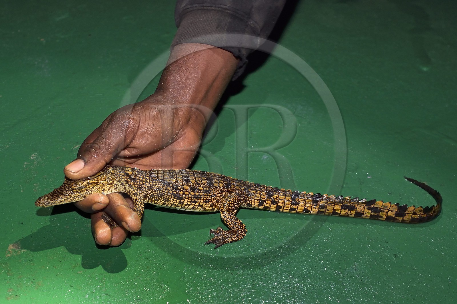 Gabon, province de Ogooué- Maritime, Parc National du Loango, observation de nuit d'un jeune crocodile dans la Lagune Iguéla