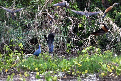 Sri Lanka, Province de l'Ouest, canal hollandais entre Colombo et Negombo, lagon de Negombo, Gallinule poule d'eau (Gallinula chloropus)