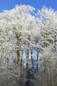 France, Bas-Rhin (67), région de Saverne, arbres givés