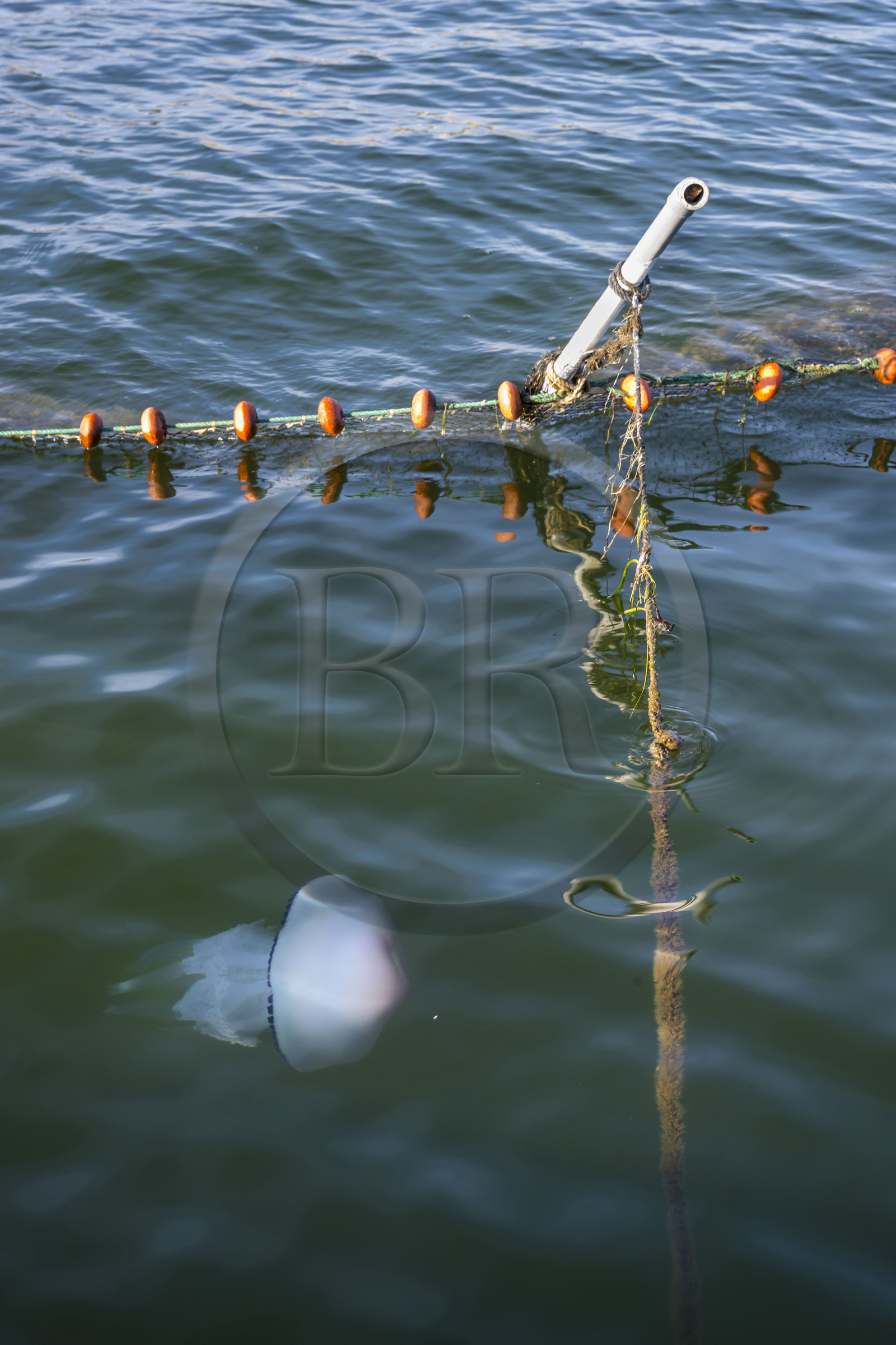 France, Hérault (34), Sète, Etang de Thau, le mnemiopsis leidyi envahit les lagunes de la mer Méditerranée