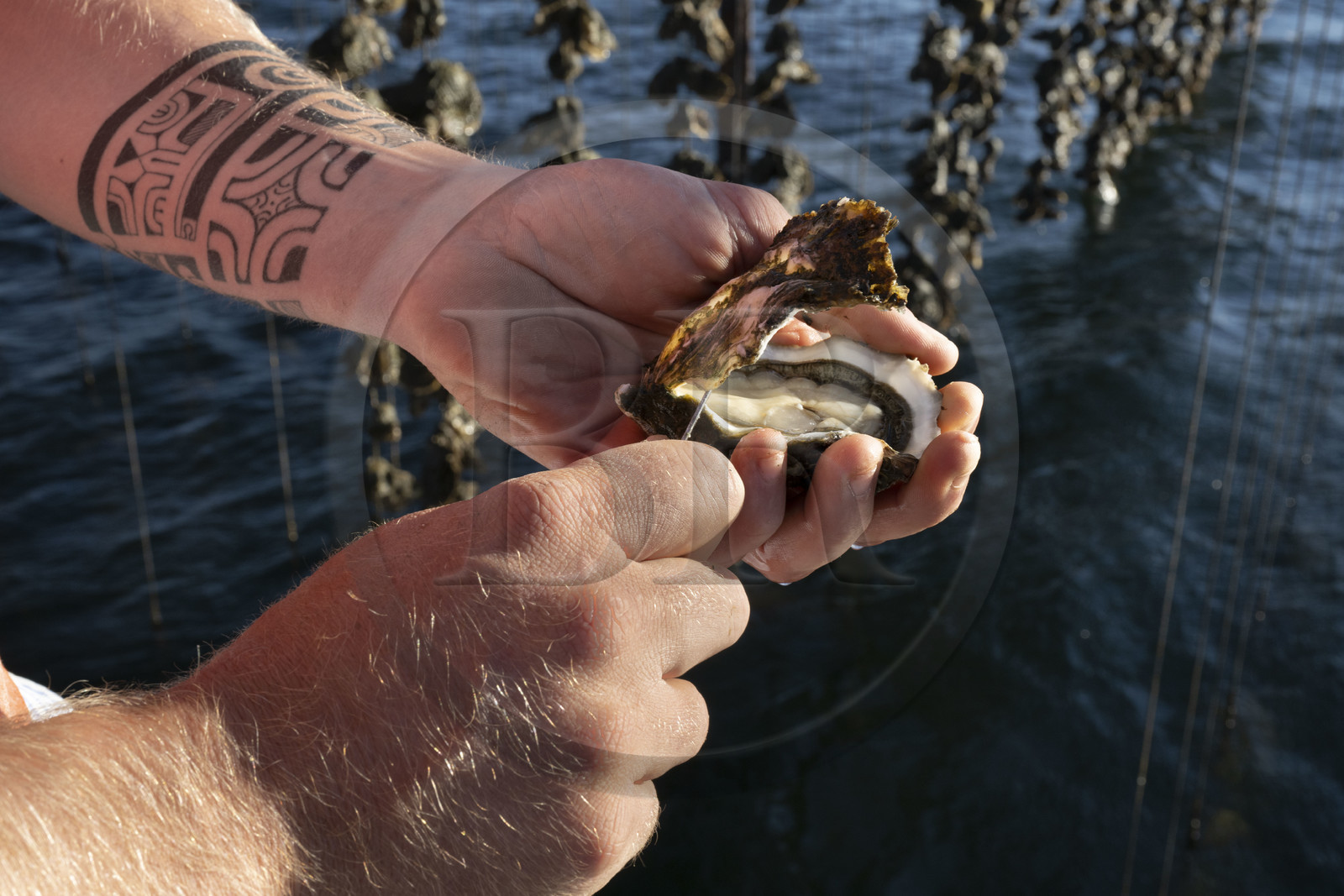 France, Hérault (34), Etang de Thau, Mèze, les producteurs de coquillages Quentin et Emmeline