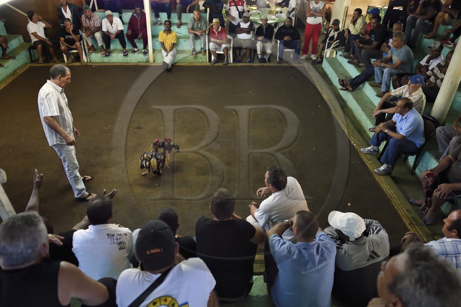 France, Ile de la Reunion, Petit Tampon, combat de coqs dans le Rond de Coq