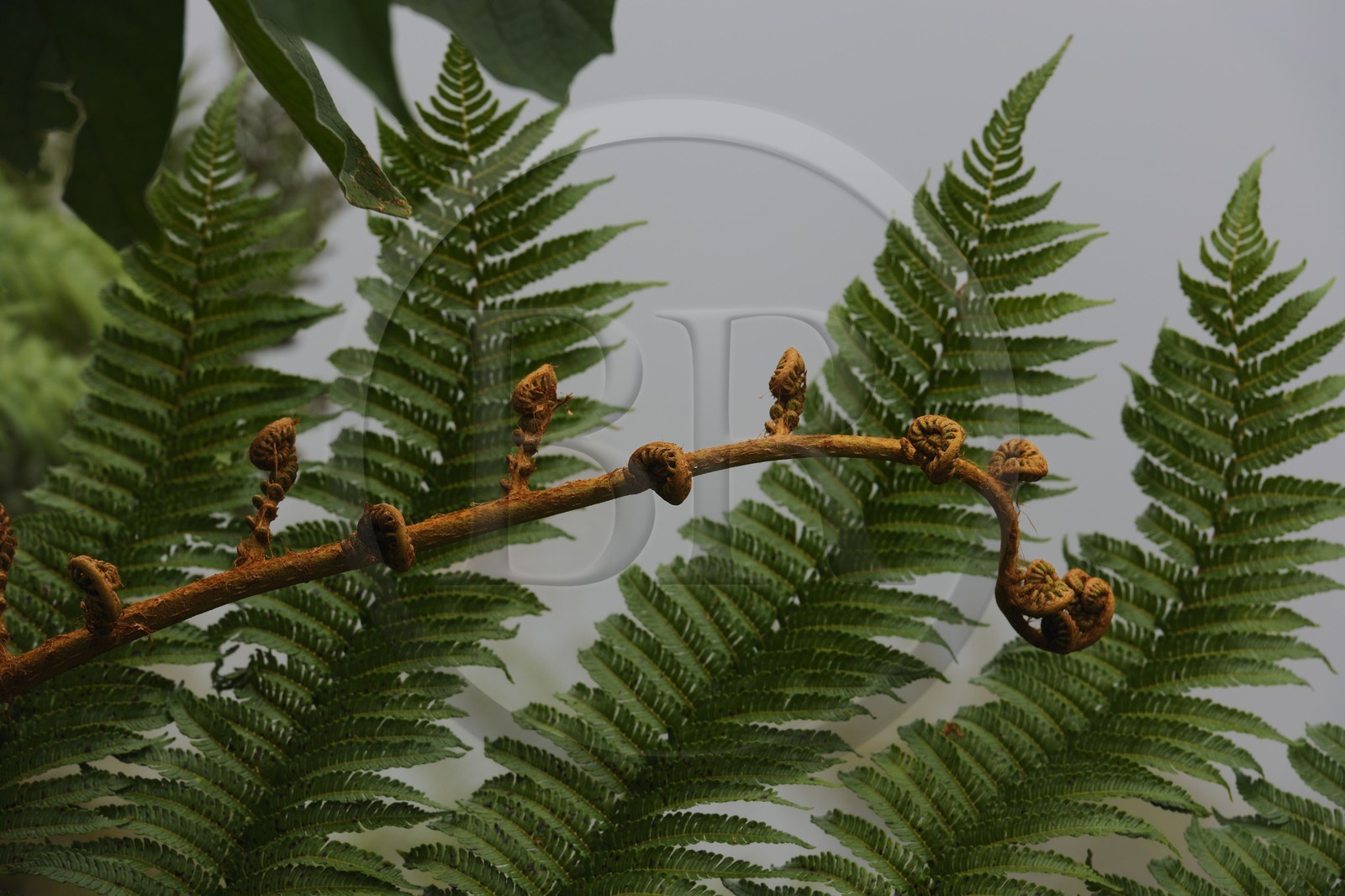 France, île de la Réunion, cirque de Salazie, classé Patrimoine Mondial de l'UNESCO, fougères arborescentes