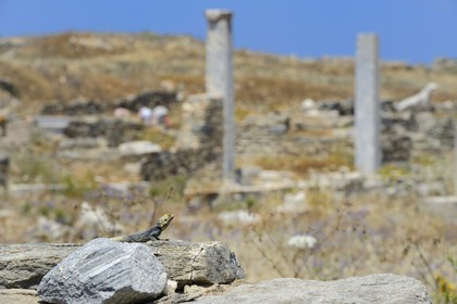 Grèce, île de Delos, classée Patrimoine Mondial de l'UNESCO, site archéologique de Délos, sanctuaire d'Apollon, la plus grande cité antique de la mer Egée, lézard devant la Terrasse des Lions