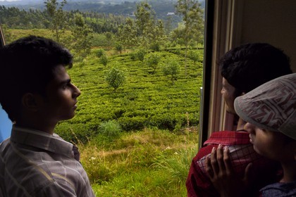 Sri Lanka, Province du Centre, trajet en train dans la région montagneuse de la culture du thé entre Hatton et Badulla, ici entre Talawakele et Great Western