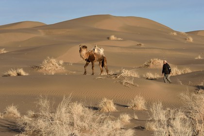 Iran, Province d'Ispahan, désert du Dasht-e Kavir, Mesr dans la région de Khur et Biabanak, le chamelier Ali Saraban et un de ses dromadaires dans le désert