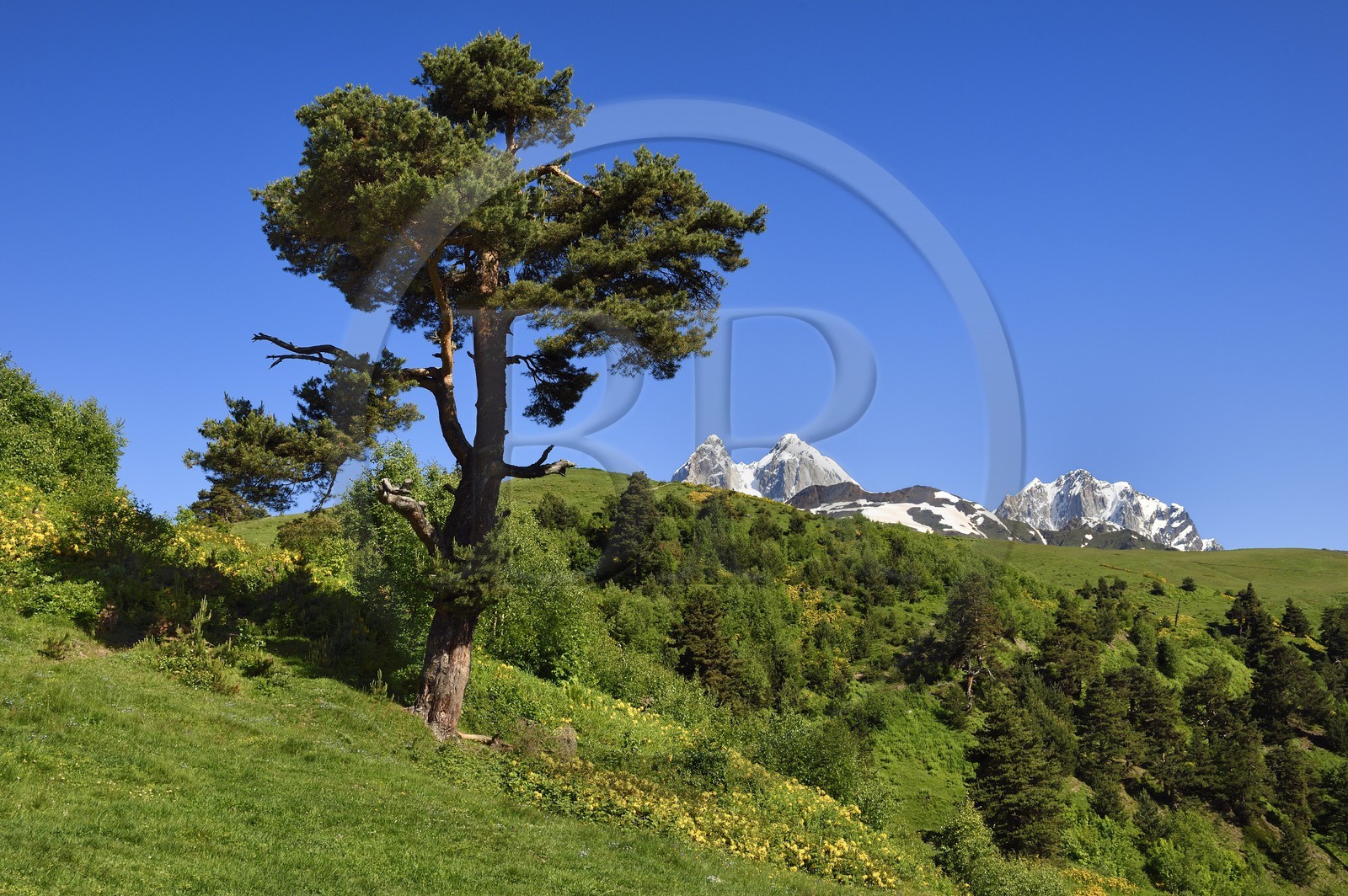 Géorgie, Haute Svanétie (Zemo Svaneti), Mestia, sur les contrefort du mont Ouchba (Ushba) que l'on aperçoit en arrière plan