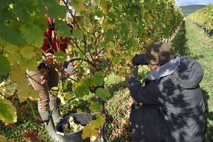 France, Haut-Rhin (68), Route des vins d'Alsace, Ribeauvillé, vendanges sur une parcelle du Domaine viticole Marcel Deiss