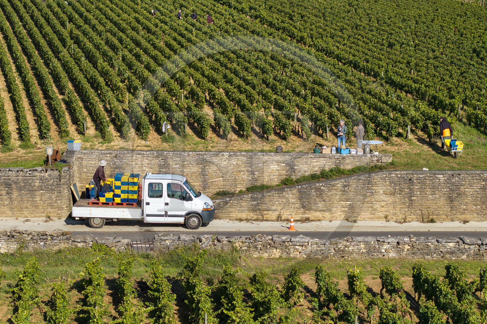 France, Cote d'Or, Climats terroirs of Burgundy listed as World Heritage by UNESCO, Route des Grands Crus, Cote de Beaune vineyard, Volnay, harvest in the Taille-Pieds plot belonging to the Hospices de Beaune which is used to produce a Volnay 1er Cru cuvée Blondeau and cuvée Muteau from the Pinot Noir grape variety (aerial view)