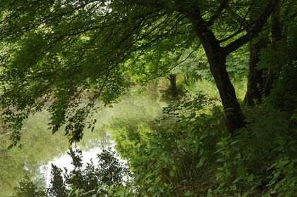 France, Nièvre (58), La Charité-sur-Loire, les bords de Loire le long du sentier du castor