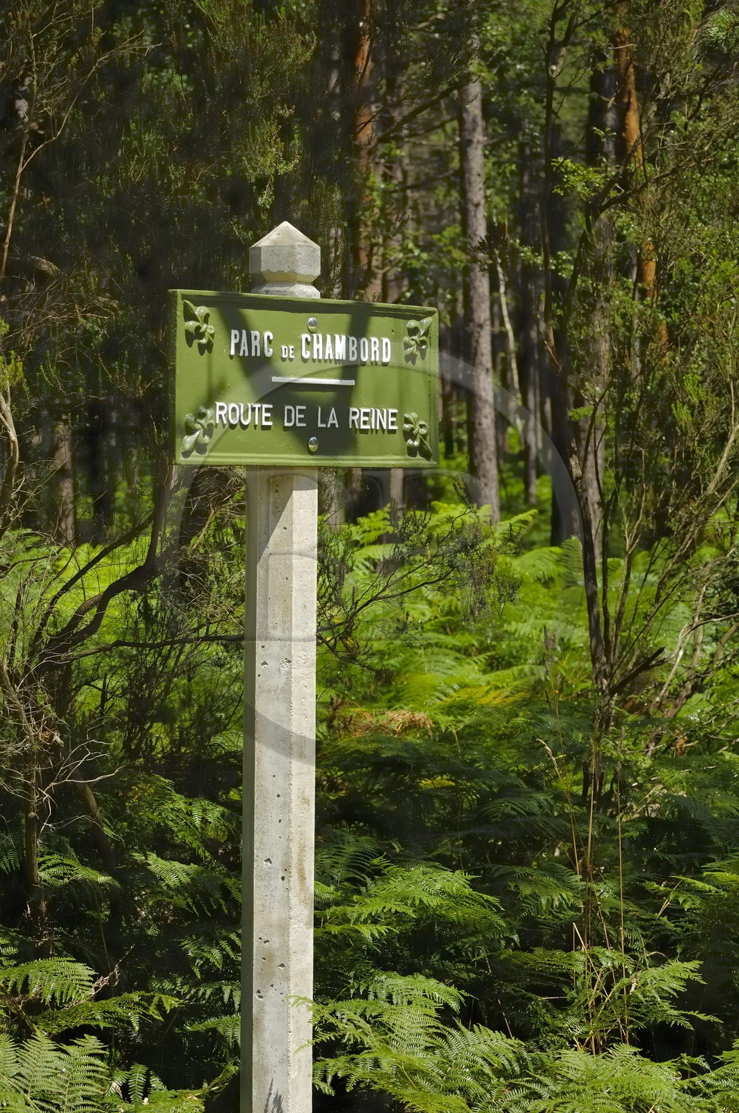 France, Loir et Cher, Chateau de Chambord forest