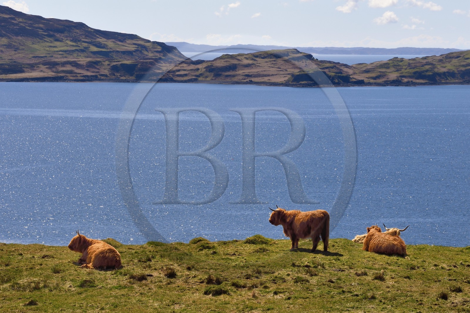 Royaume-Uni, Ecosse, Highland, Hébrides intérieures, Ile de Mull, vaches de race Highland