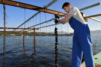 France, Var (83), La Seyne-sur-Mer, l'ostréiculteur Jean Christophe Giol dans la baie de Tamaris