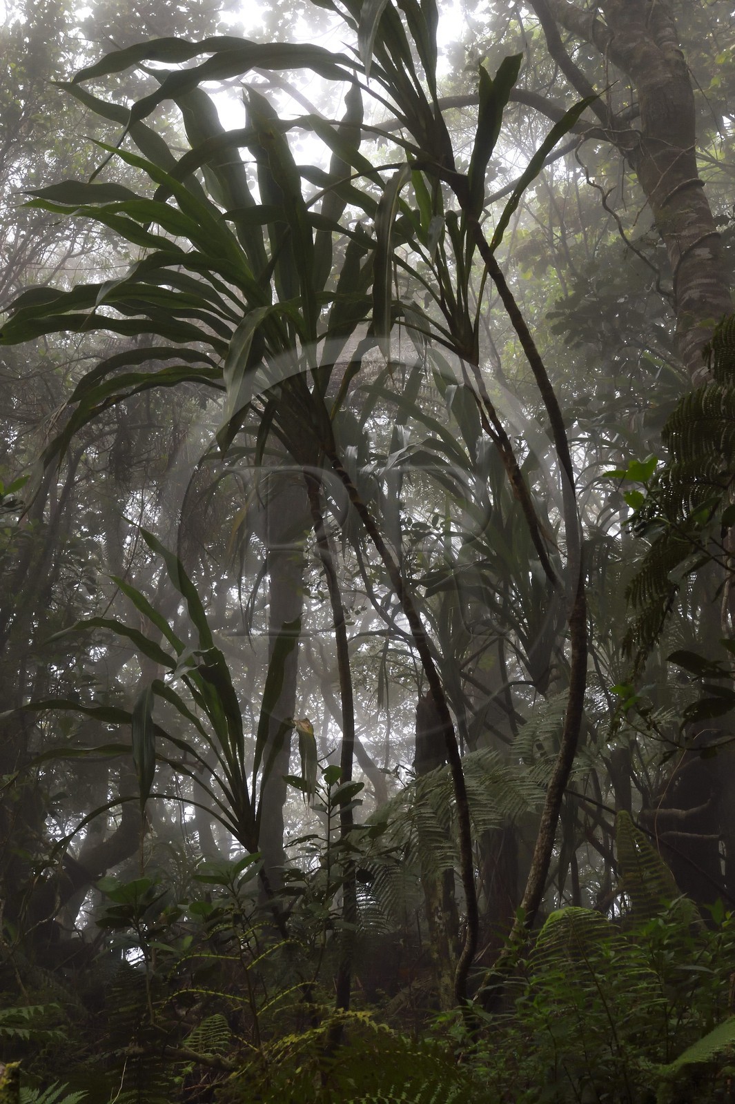 France, Ile de la Reunion, Le Tampon, forêt de Notre-Dame de la Paix en bordure de la Riviere des Remparts sur les pentes du volcan du Piton de la Fournaise