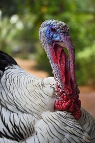 Sri Lanka, province centrale, district de Matale, Dambulla, dindon