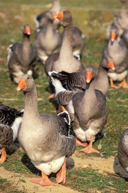 France, Gers (32), conserverie Duplan près de Campan, élevage d'oies
