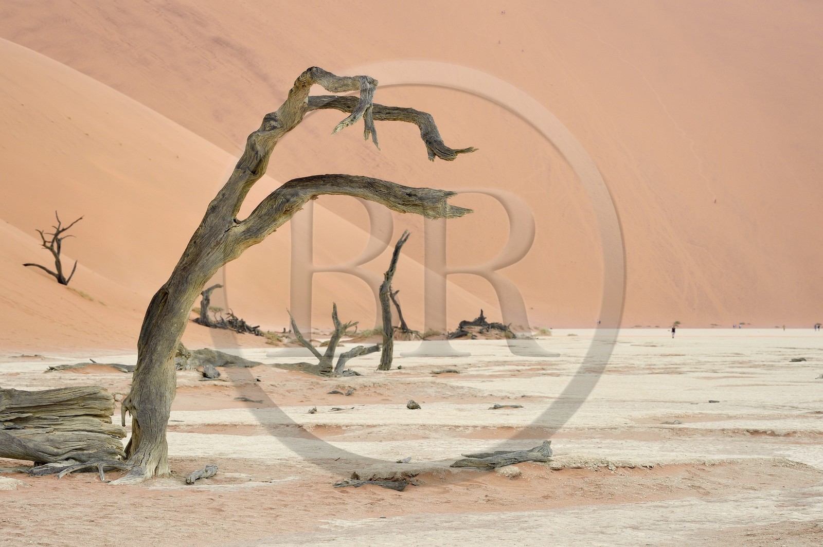 Namibie, région d'Hardap, désert du Namib, parc national du Namib-Naukluft, Erg du Namib classé Patrimoine Mondial de l'UNESCO, dunes de Sossusvlei, Dead Vlei, arbres morts de Camelthorn Acacia (Acacia erioloba)