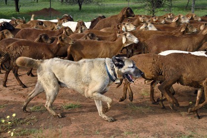 Namibie, Otjiwarongo, Cheetah Conservation Fund, centre de recherche et d'éducation, le Livestock Guarding Dog Program (programme chien de garde du bétail) du CCF a été très efficace pour réduire les taux de prédation et ainsi aussi l'inclinaison des agriculteurs à piéger ou tirer sur des guépards, chien Berger d'Anatolie aussi connu sous le nom de Kangal surveillant un troupeau de chèvres Boer et de moutons Damara