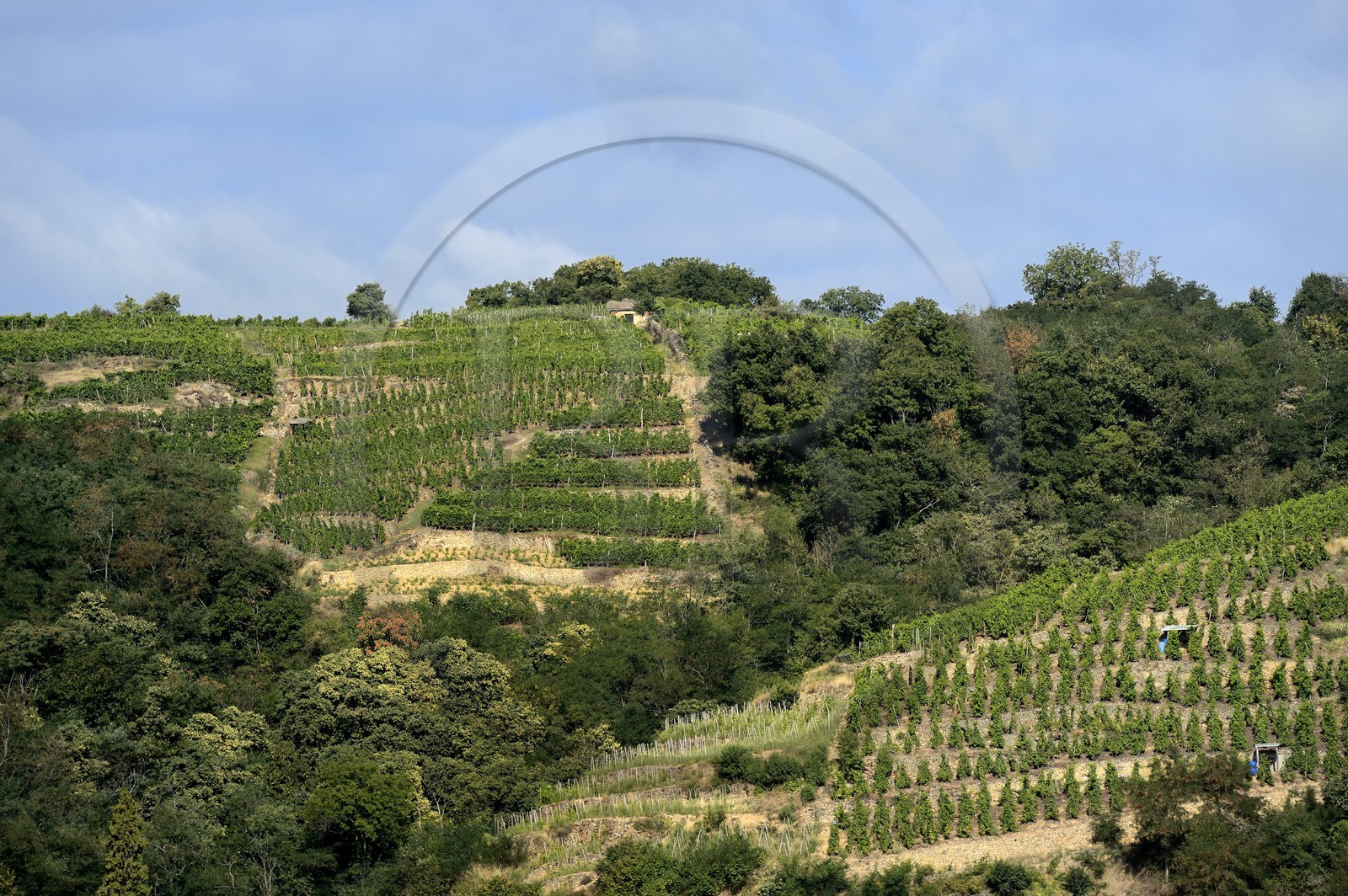 France, Loire (42), Parc Naturel Régional du Pilat, Chavanay, vignobles de la vallée du Rhône, vin de Condrieu