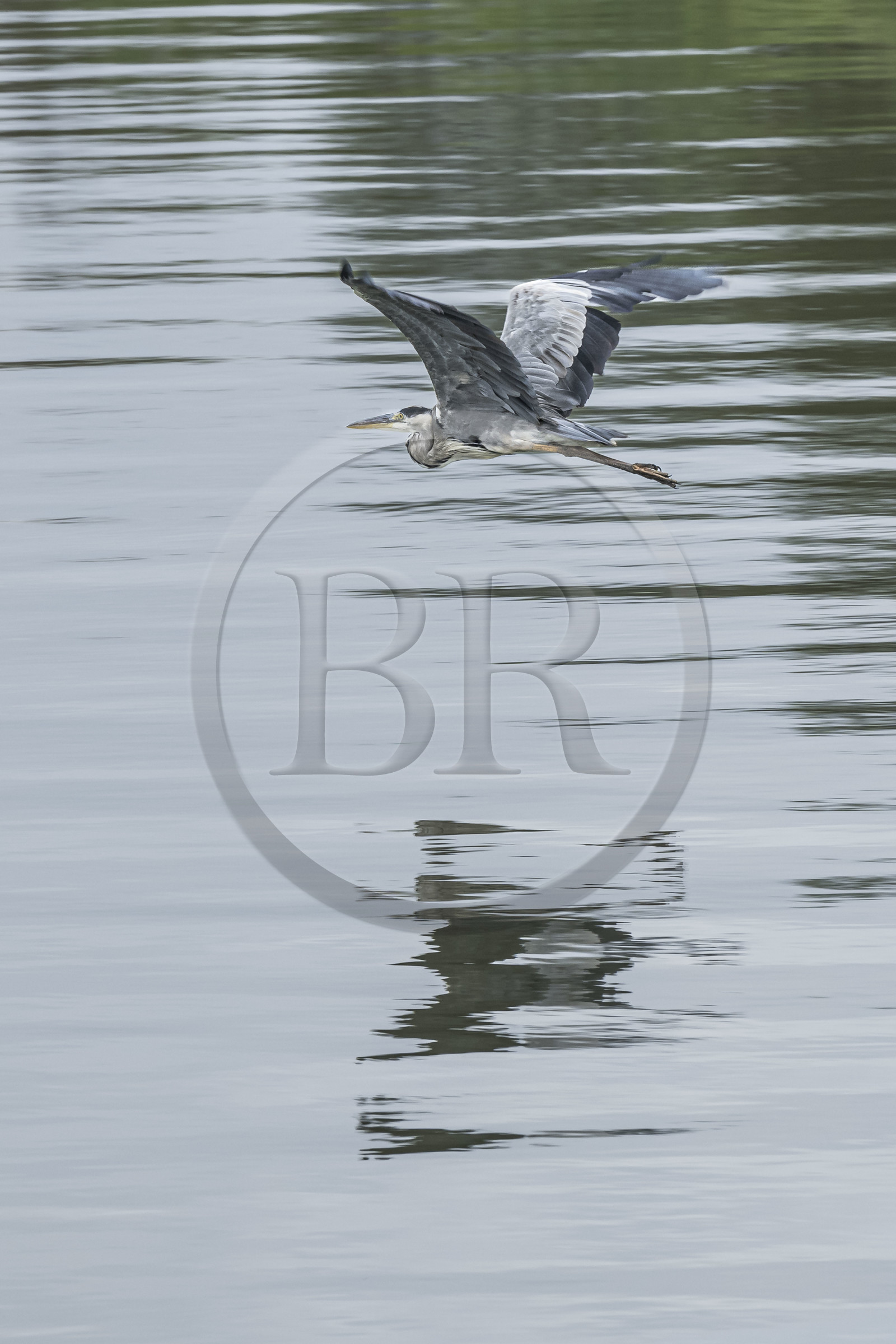 France, Gard (30), Saint-Gilles du Gard, Camargue, canal du Rhône à Sète, vol d'un héron cendré (Ardea cinerea)