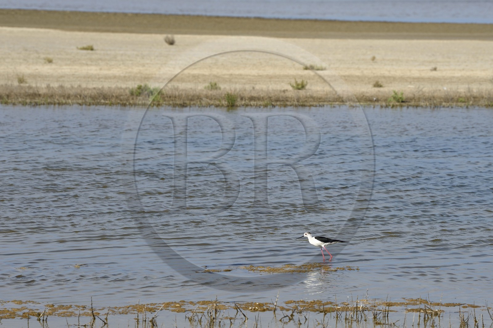 France, Bouches-du-Rhône (13), Parc naturel régional de Camargue, l’étang du Fangassier, échasse blanche (Himantopus himantopus)