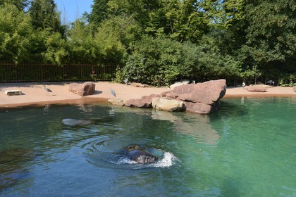 France, Haut-Rhin (68), Mulhouse, parc zoologique et botanique, otarie à crinière (otaria byronia)