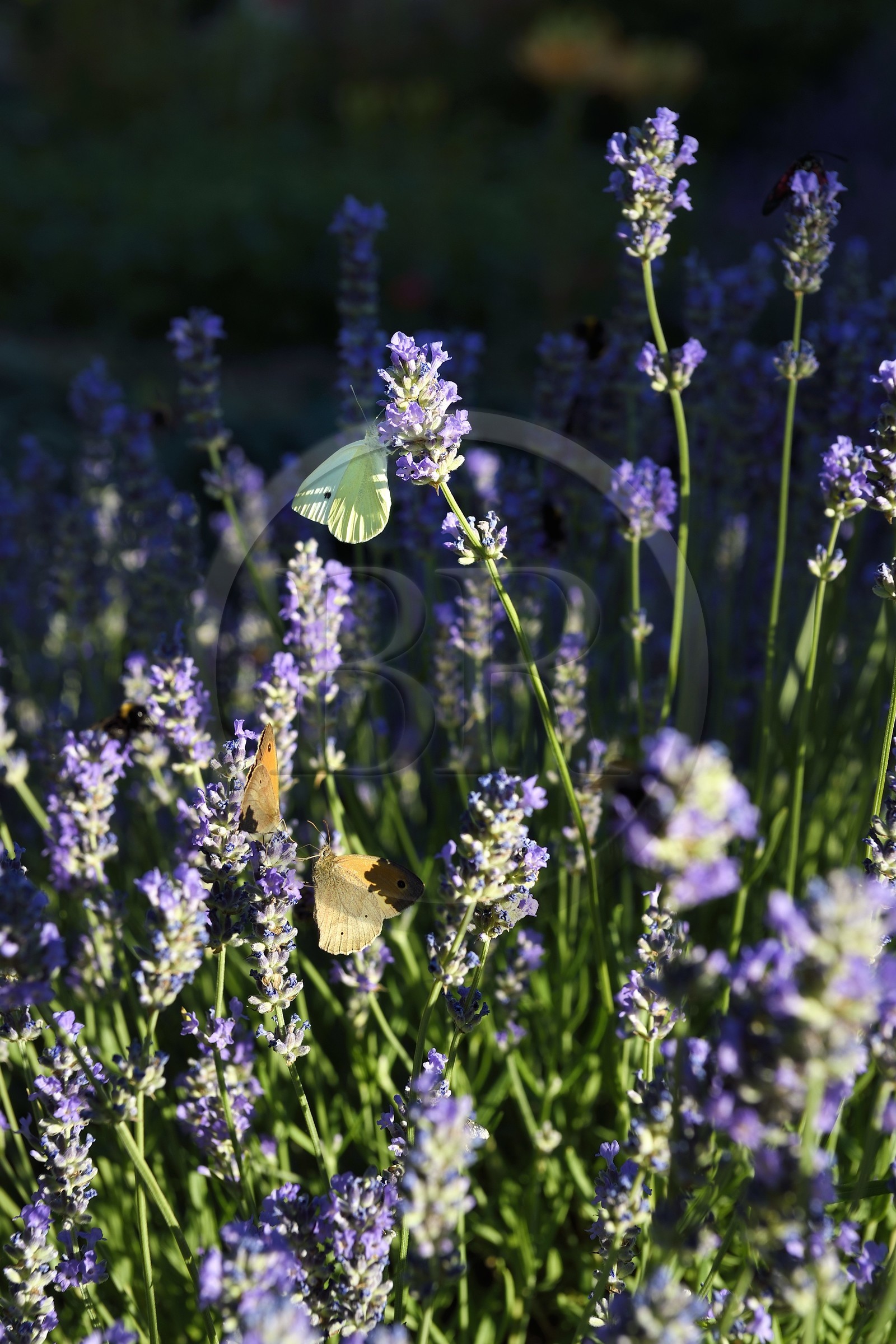 France, Meuse (55), Parc régional de Lorraine, Cotes de Meuse, Hattonchatel, papillons sur du lavandin