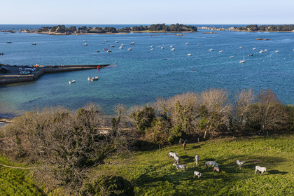 France, Côtes-d'Armor (22), Côte d'Ajoncs, Penvénan, Port Blanc, l'Anse de Pellinec avec le petit port de Port Blanc et chevaux au paturage en bordure de mer, les Iles de Saint Gildas et du Milieu en arrière plan (vue aérienne)