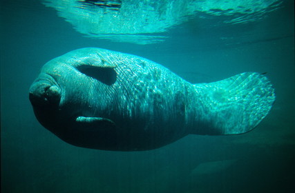 Etats-Unis, Floride, Gulf Coast, lamantin au Homosassa Springs Wildlife State Park