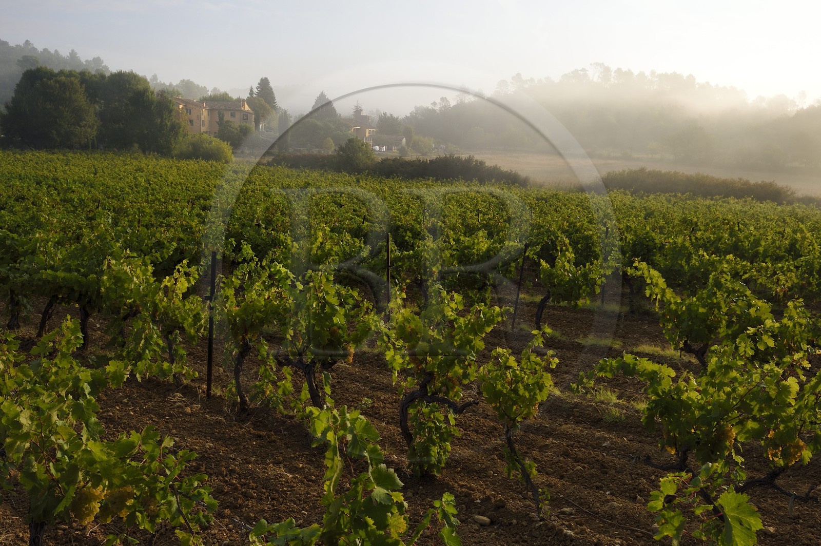 France, Var (83), Provence Verte, Bras, vers Saint-Maximin-la-Sainte-Baume, la maison d'hotes Le Peyrourier - une campagne en Provence