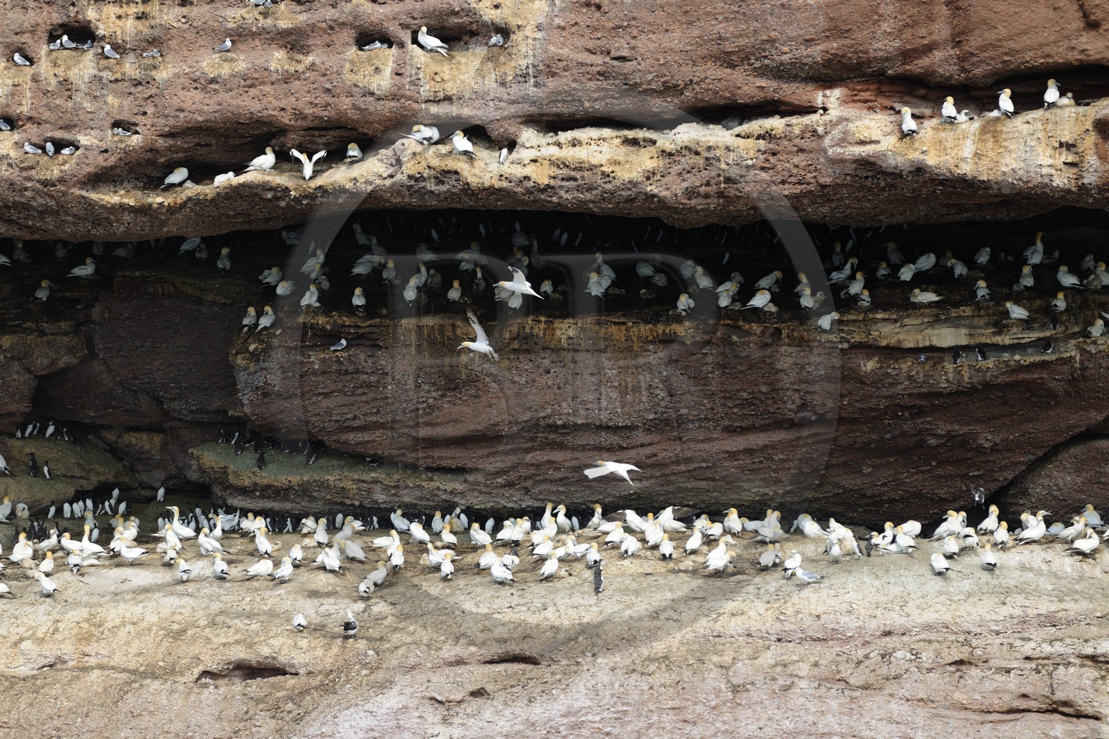 Canada, Quebec Province, Gaspesie, île Bonaventure (Bonaventure Island), Northern Gannets