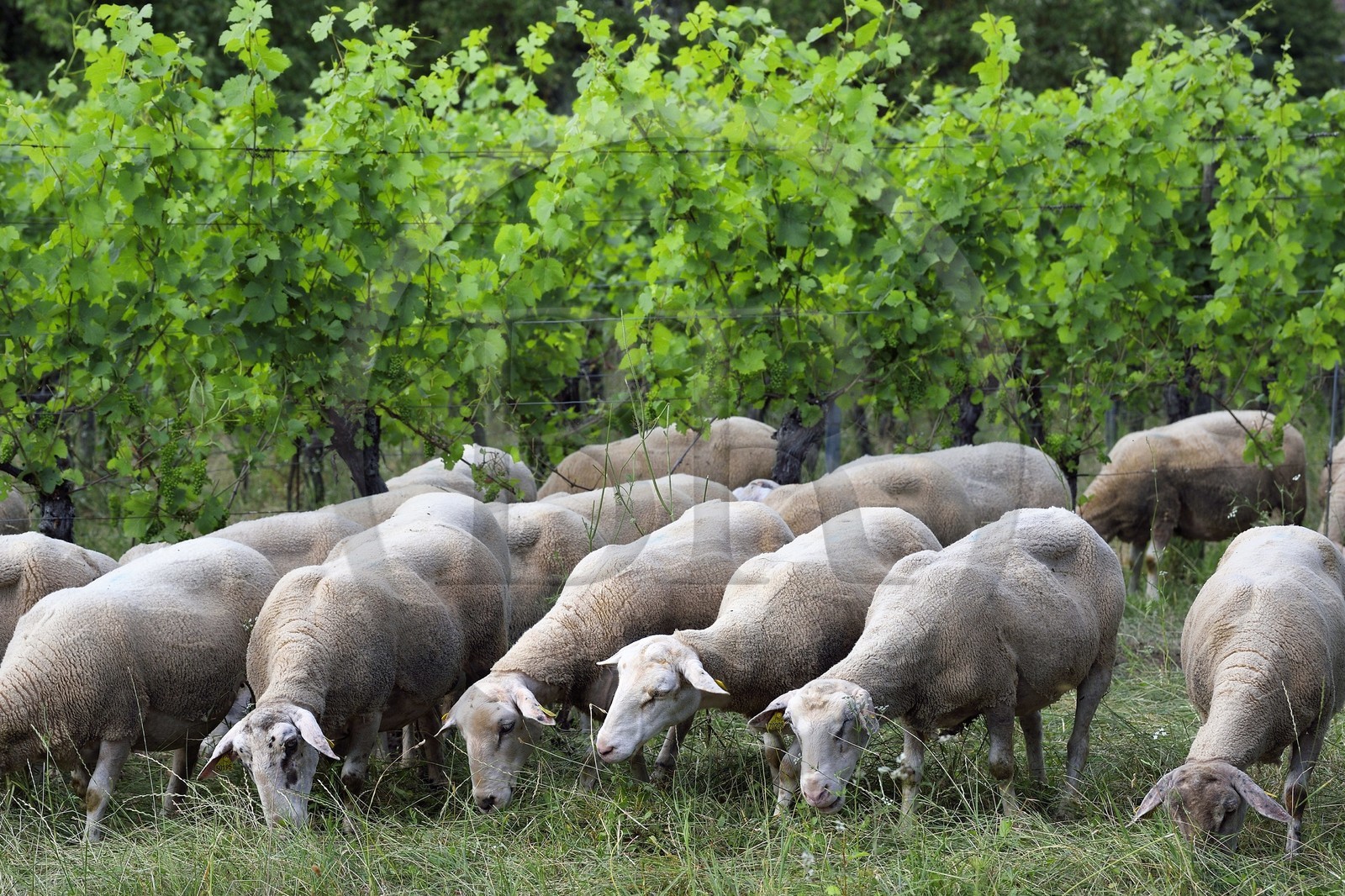 France, Bas-Rhin (67), Route des vins d'Alsace, Traenheim, Domaine viticole MULLER Charles & Fils, les moutons folivores entre les vignes permettent un entretien bio